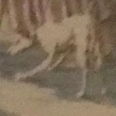 imagen completa del gobelino Gobelino (plaza De San Marcos ) 